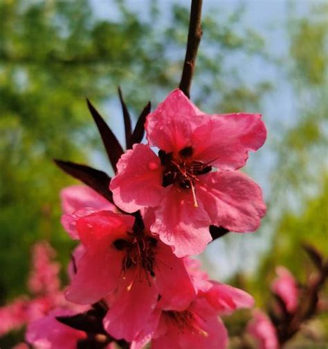 桃花寓意|桃花花语的含义及象征（探寻桃花背后的深意与诗意）。